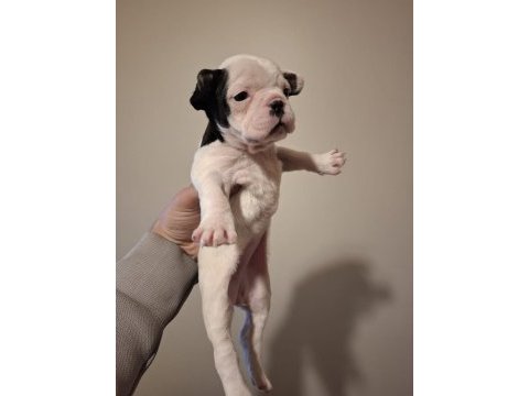 French bulldog bebekler yeni yuva bekliyorlar