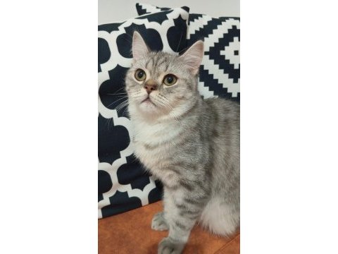 British shorthair safkan 7 aylık