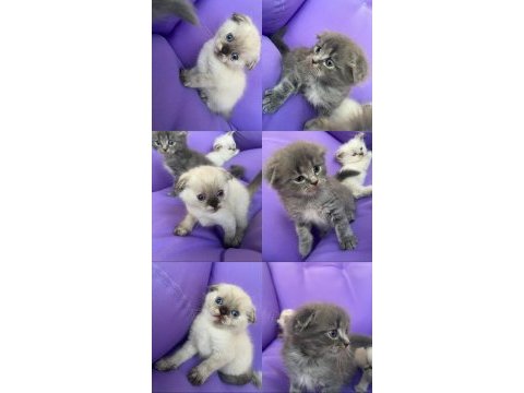 Scottish fold