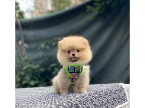 Pomeranian boo köpeğimiz