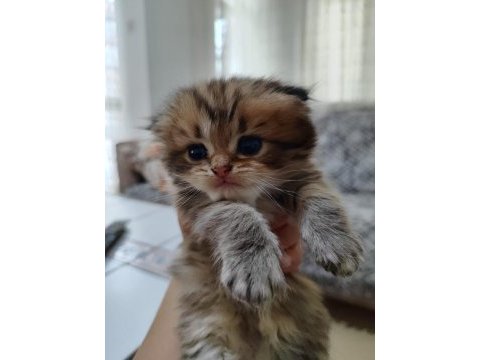 Scottish fold ve scottish straigt erkek yavrular