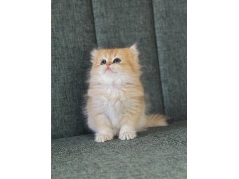 Scr li golden british longhair ny12-ny11 -by11 yavrular