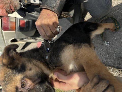 Alman kurdu 3 aylık dişi insan canlısı