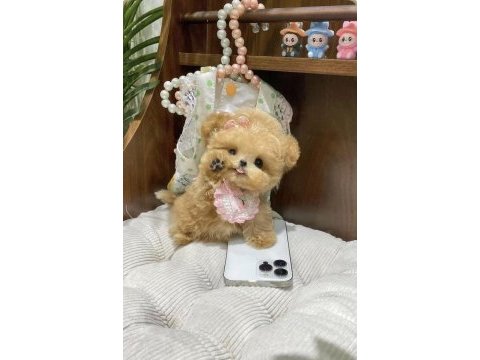 Maltipoo barbie bebeğim