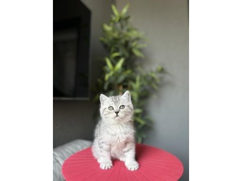 Teslime hazır brıtısh shorthair yavrularım 