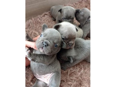 French bulldog blue