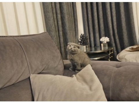 Aile sıcaklığında büyüyen scottish fold british yavrular