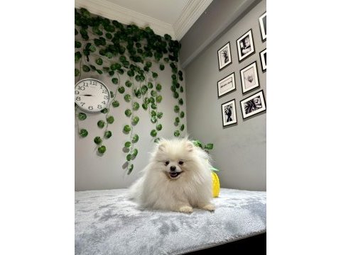 Teddy face kusursuz güzellikte 2.5 yaşında dişi pomeranian