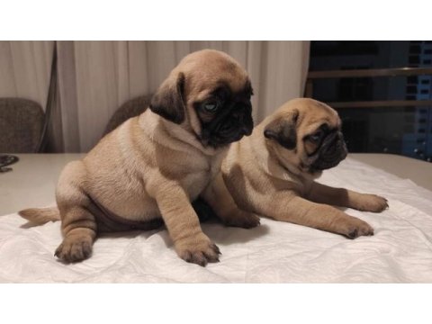 Muhteşem pug mops bebekler a kalite