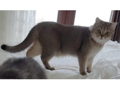 2 yaşında golden british shorthair hiç çiftleşmedi