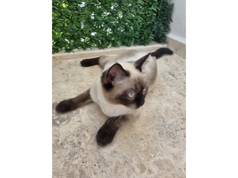 Erkek çikolata point british shorthair