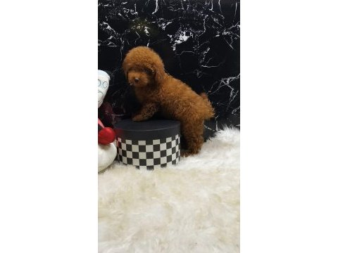 Poodle yavrumuz için iletişime geçebilirsiniz