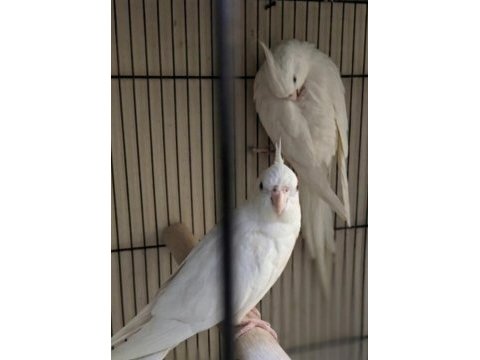 Yavru görmüş albino sultan papağanı takımlar