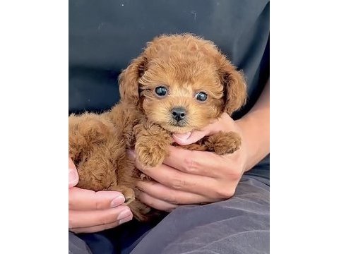 Toy poodle köpeği