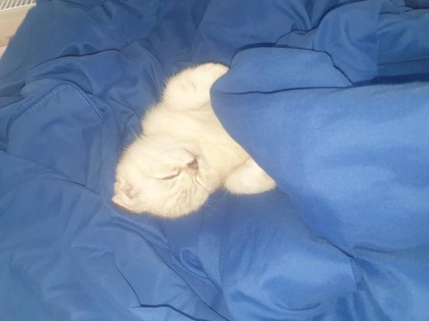 Sevimli british shorthair oğluşumuza yuva