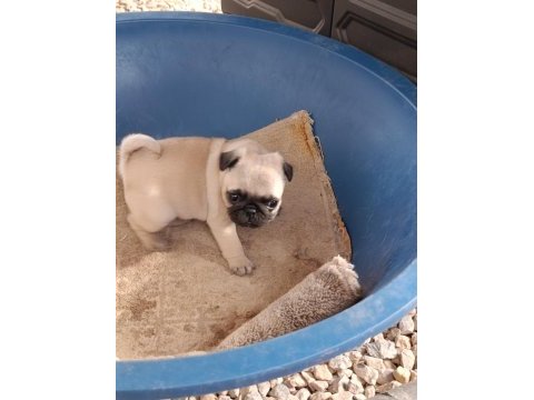Pug dişi yavrumuz sahiplendirilecektir