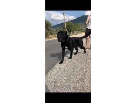 A şecereli kif kayıtlı dev cane corso