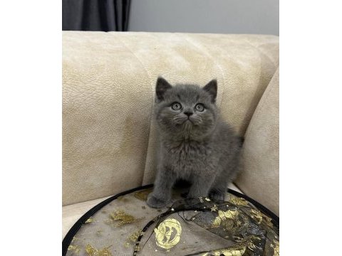 A kalite safkan british shorthair dişi erkek