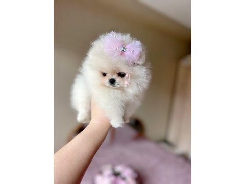 Teacup kısa burur pomeranian prenses