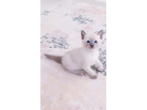 Blue point british shorthair bebekler