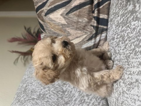 Maltipoo erkek micro kore
