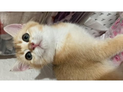 Golden baby british shorthair