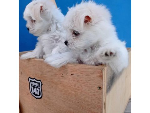 Pamuk şeker malteseler anne 3.5 kg