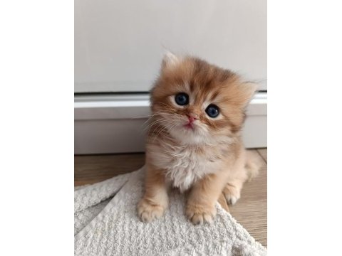 Yakışıklı british longhair yuvasını arıyor