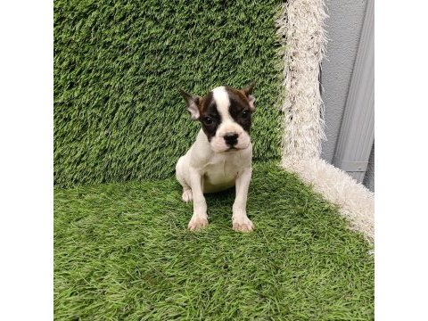 French bulldog harika güzellikler