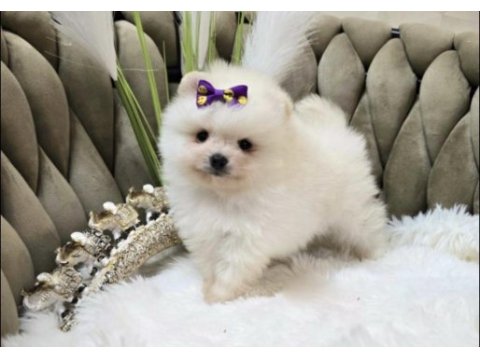 Pomerianan boo için ulaşın