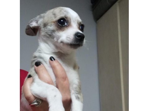4 aylık yavru chihuahua