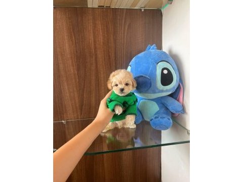 Show kalite toy poodle yavruları