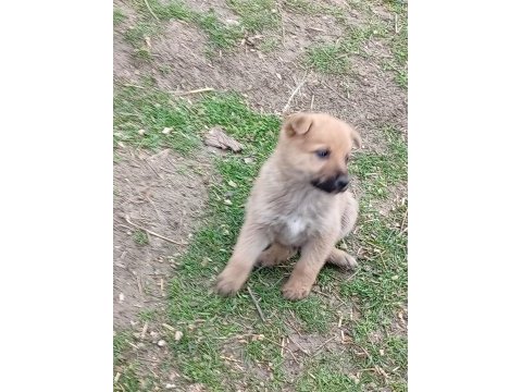 Alman malinois yavrular