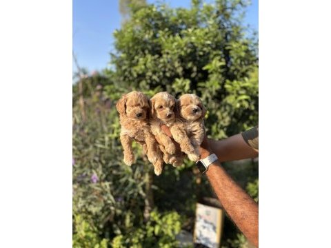 Maltipoo bebekler teacup
