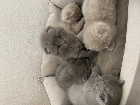 Yavru scottish fold minnoşlarımız