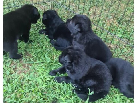 Akkuş üretim çiftliğinden alman kurdu yavruları