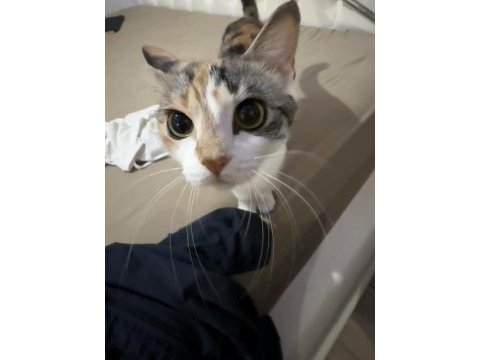 Minik kedimiz yeni yuva arıyor