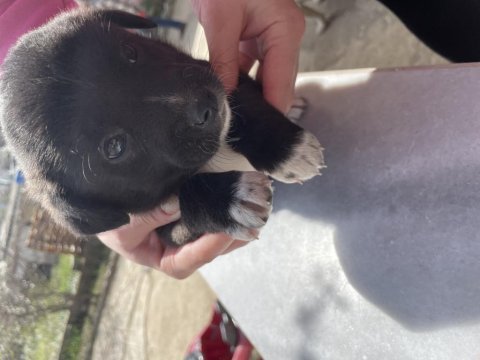 Dişi tatlı yavru köpeğimiz