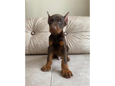 Kızıl doberman bebekler