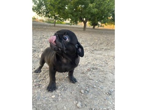 A+ hamburger face black pug mops