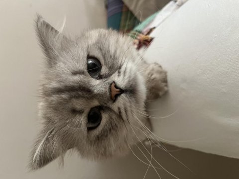 British longhair kedimiz