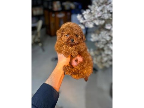 Mini toy poodle yeni yuvasına hazır