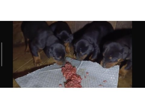 Doberman bebekler