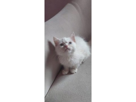 2 aylık british shorthair yavru kedilerimiz