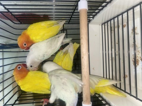 Cennet papağanı takımlar yaşında