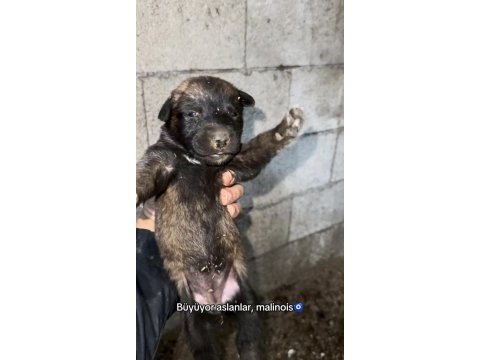 Malinois bilgi için yazın