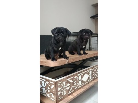 A+ hamburger surat pug mops