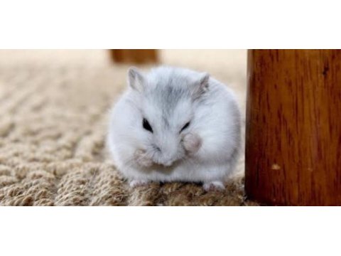 Albino gonzales ve gri gonzales hamster bebek de mevcut
