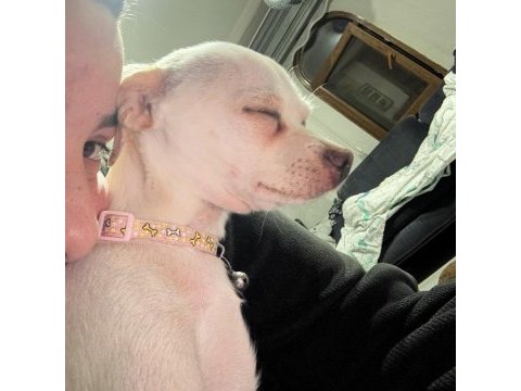 7 aylık chihuahua kartopu kızımız