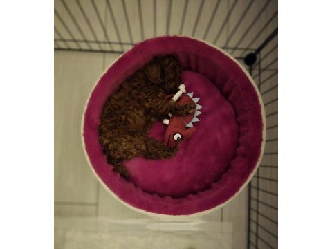 Teacup red brown toy poodle